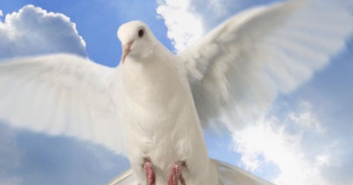 Mr. Charles B. Head Shamery