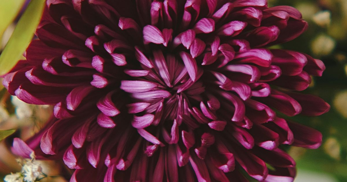 Plant Trees Obituary, Aliceville, AL