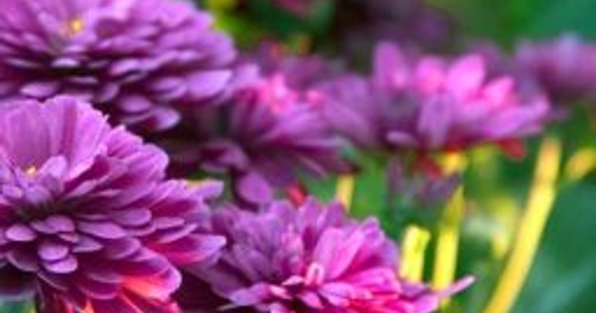 Plant Trees Obituary, Valley, AL