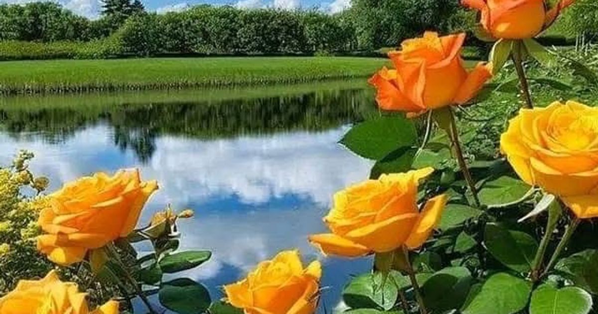 Timothy L. Robinson Obituary, Kilmarnock, VA