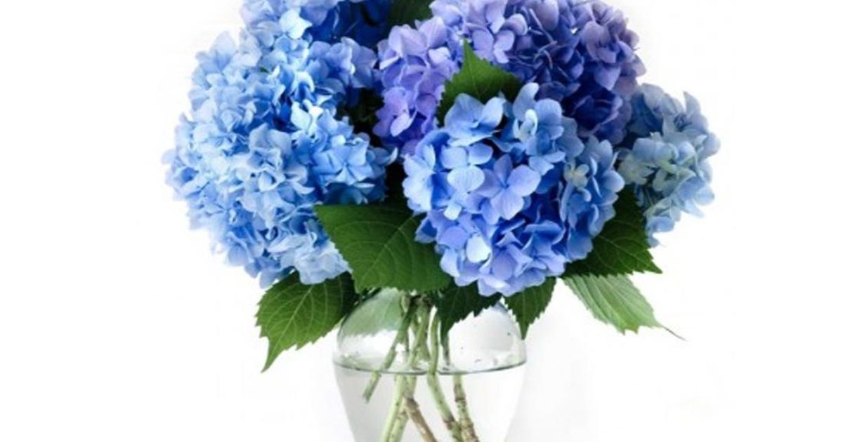 Plant Trees Obituary, Dalton, GA