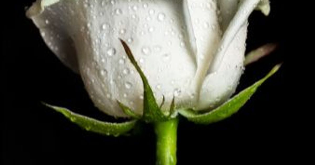 Jr. William Felton Obituary, Decatur, GA