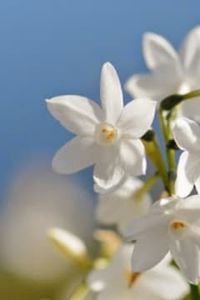 Pedro  Juan Pérez Bello 