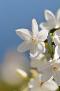 Rodrigo  Andrés Aguayo Piñaleo