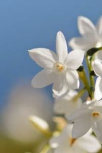 Hector  Humberto  Cifuentes Gajardo 