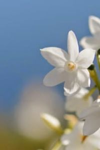 Maria  Teresa  Inostroza Antris