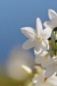 Manuel Segundo Yañez Lopez 