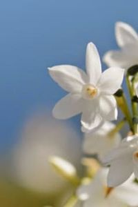 María  Luisa Novoa Rojas 