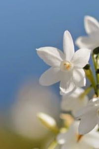 Patricia  Del Carmen  Figueroa Zambrano