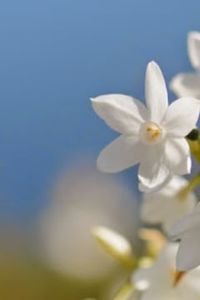 Ernesto  Raul Toro Nahuelchen