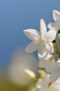 Héctor  Javier  Araneda Vargas 