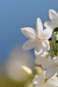 Elsa  Lidia  Ramírez Lavin 