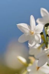 Juan  Enrique  Mardones Morales 