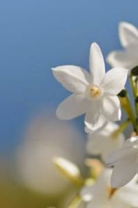 Hugo Omar  Inostroza Sáez 