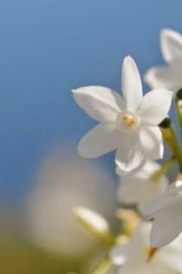 Gladys  Isolina Pincheira Concha 