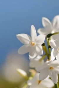 Teresa  Del Carmen Betancur Fuentealba 