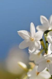 Carlos  De la Cruz  Obreque Márquez