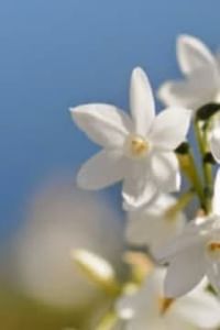 Apolinare  Santos Díaz