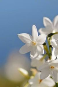 René   Araya Sandoval 