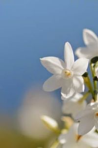 Magaly  Del Carmen  Henríquez Figueroa