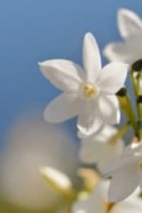 Juana Fermina Toro Chávez 