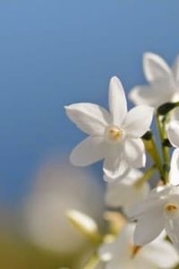 María Enriqueta  Domínguez Valdebenito