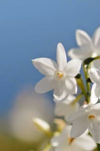 Julia  Del Carmen  Oviedo Lizama 