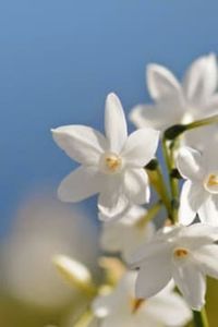 Jose  Roman  Sanhueza Sanhueza 