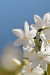 Benjamin  Sebastian  Novoa Santibañez 