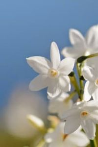 Daniel  Domingo  Pérez Lazcano 