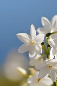 Iris  Del Carmen  Cifuentes Rioseco 