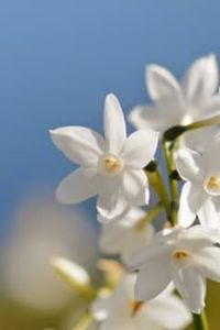 Juana  De la Cruz  Ortiz Parra 