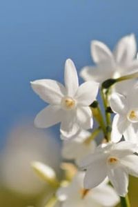 Edward  Alfredo  Crisosto Burgos 