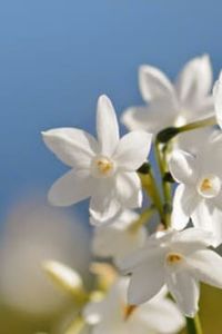 José  Darío  Salas Cabrera 