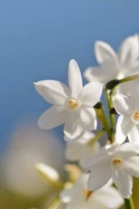 Juan  Antonio Salazar Ríos 