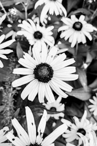 Erin Kathryn Malloy Hanley