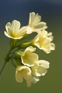 Carmen Vence Rivers Obituary, Raleigh, NC
