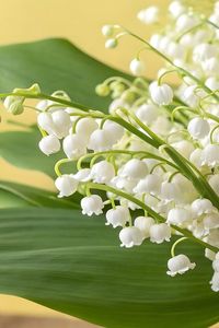 Kaye Williams Denning Obituary, Raleigh, NC