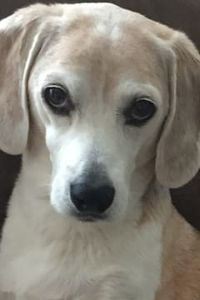 Jennings Schwandner-Brown 