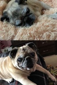 Cookie Schnae Harris 