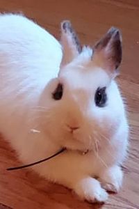 Snowflake Youngblood 