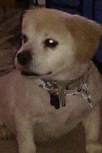 Prince Rody Pollard-Capraro 