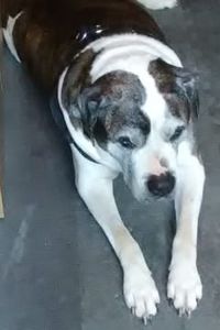 Caliph Rasheed Harris 