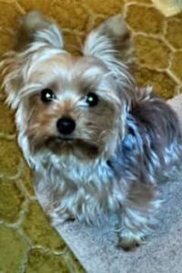 Snickers Reynolds-Mitchell 