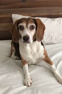 Belle Brown - Schwandner 