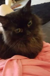 Miss Kitty St. Arnauld 