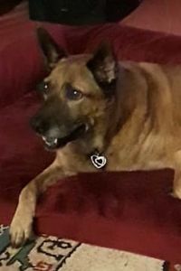 Ginger Snap Cookie Duffy 