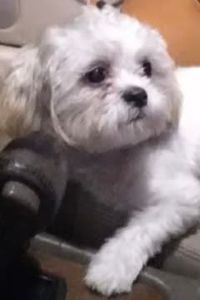 Cookie BooBoo Clyburn 