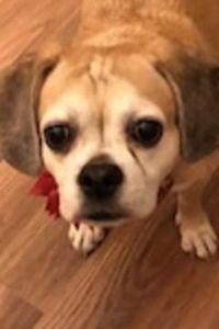 Trixie Rose Puggleface Eichinger 