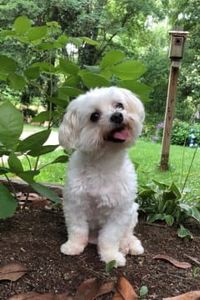 Winston Leonardo Kindle 